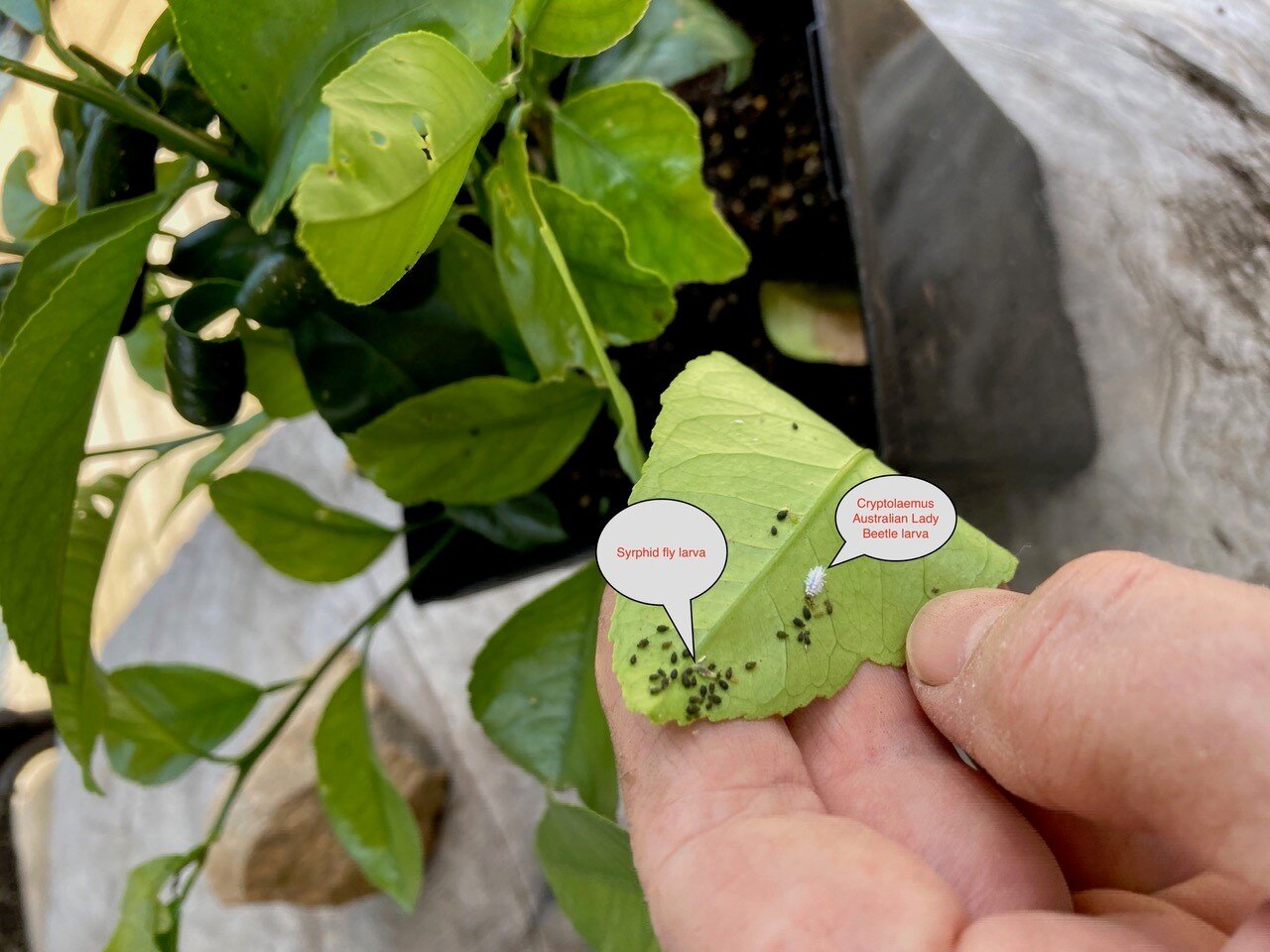 How do you deal with pests in your greenhouse?